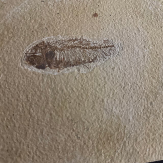 Diplomystus Fossil Preserved on a Limestone Slab. Display stand is included.