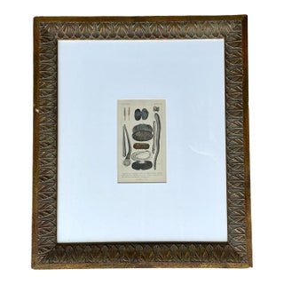 Vintage Undersea Specimen Print in Carved Wood Frame For Sale