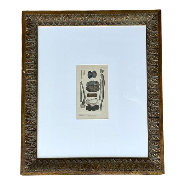 Vintage Undersea Specimen Print in Carved Wood Frame For Sale