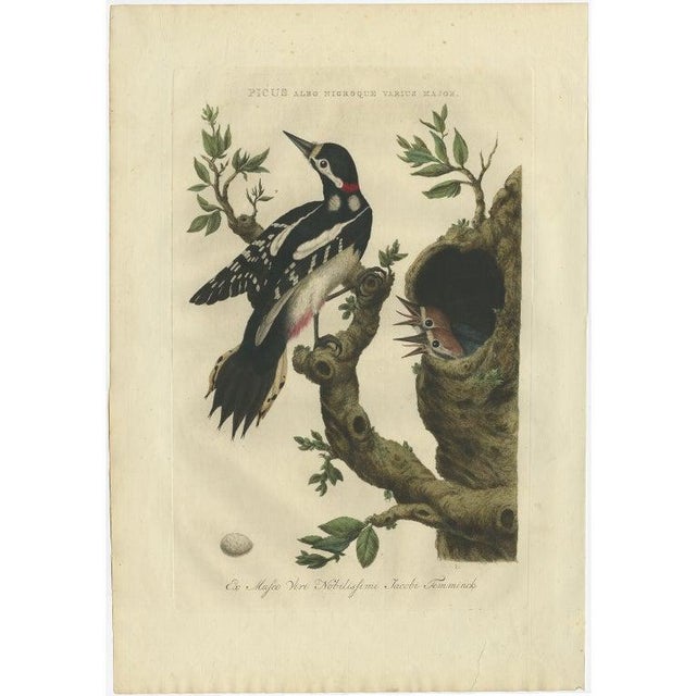 Sepp & Nozeman, Bird Illustration of the Great Spotted Woodpecker, 1770, Print For Sale - Image 10 of 10