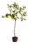 Faux Lemon Tree Drop-In 37" For Sale