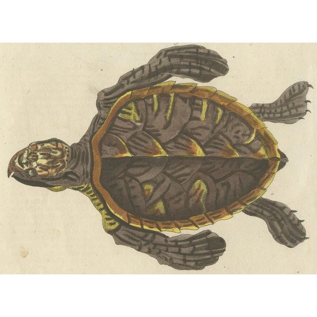 Bertuch, Sea Turtle and Freshwater Turtle, 1790, Engraving For Sale - Image 6 of 9