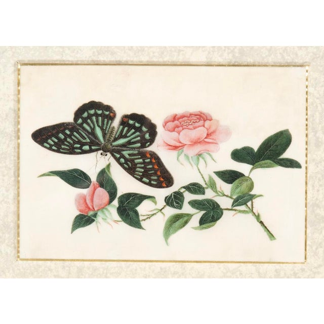Gold Set of Four Chinese Export Framed Pith Paper Watercolors of Plants and Insects For Sale - Image 8 of 10