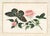 Gold Set of Four Chinese Export Framed Pith Paper Watercolors of Plants and Insects For Sale - Image 8 of 10