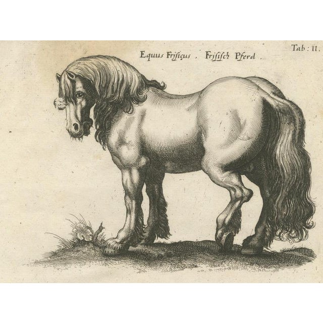 Jonstonus & Merian, Early Frisian and Hungarian Horse Engraving, 1650, Engraving For Sale - Image 4 of 12