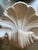 Plaster Shell Wall Lamp, 1950s For Sale - Image 9 of 13