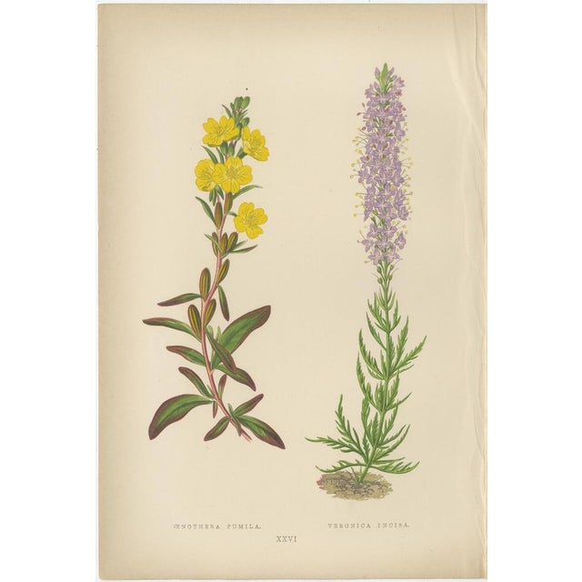 A. F. Lydon, Erythronium Americanum and Bellflower, 1870s, Paper, Set of 3 For Sale - Image 3 of 10