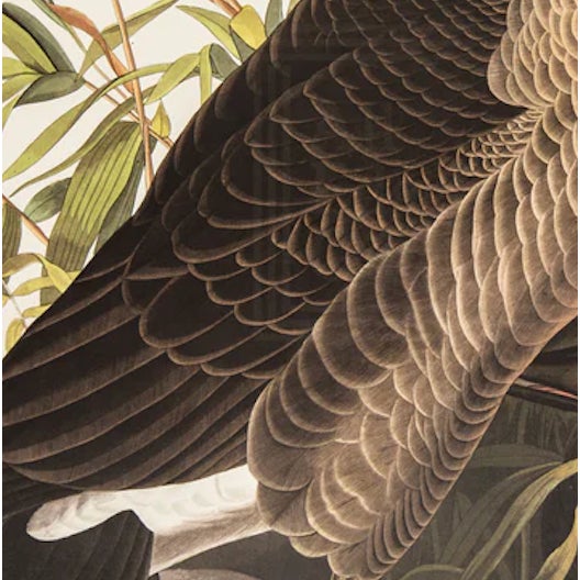John James Audubon 1980s The Abbeville Press Edition of the Canada Goose (Plate 201) From the Birds of America by John James Audubon For Sale - Image 4 of 5