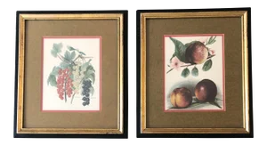 Gallery Wall Collection 2 Original Vintage Classic Fruit Lithograph Prints Peaches & Grapes-A Pair