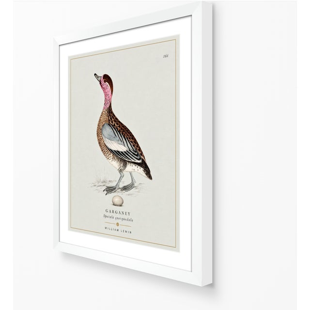 William Lewin 1789 Waterbirds Fine Art Gallery Board Print - The Garganey For Sale - Image 11 of 13