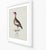 William Lewin 1789 Waterbirds Fine Art Gallery Board Print - The Garganey For Sale - Image 11 of 13