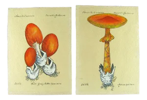 1970s Handpainted Mushroom Speciman Paintings on French Handmade Paper - Set of 2