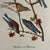 John James Audubon 1960s After Audubon Warblers and Bluebirds Print For Sale - Image 4 of 4
