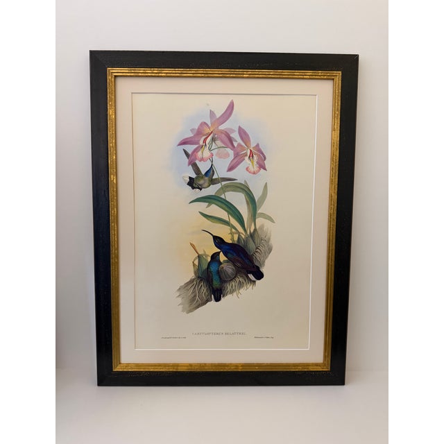 1990s Framed Print, Violet Sabrewing Hummingbird (Plate 45- Hill House Edition) Reproduction Print After John Gould For Sale - Image 9 of 9