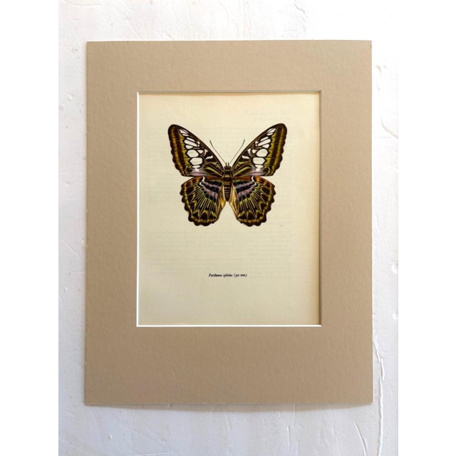 Realism Vintage 1965 Butterfly Print in 11x14 Mat: Parthenon Sylvius/The Clipper, EUC For Sale - Image 3 of 3