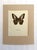 Realism Vintage 1965 Butterfly Print in 11x14 Mat: Parthenon Sylvius/The Clipper, EUC For Sale - Image 3 of 3