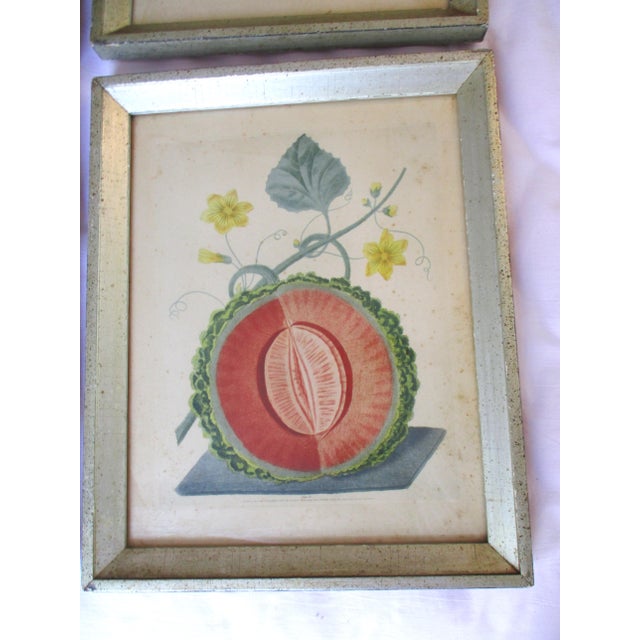 George Brookshaw (1751-1823) Melon Prints. Subject depicts a Melons on a vine with a slice taken out of them. Framed in a...