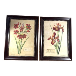 Oversized Framed Botanical Prints, Iris and Lilio-Narcissus, 32"h - A Pair For Sale