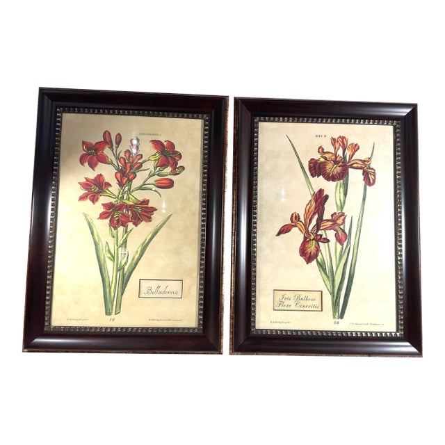 Oversized Framed Botanical Prints, Iris and Lilio-Narcissus, 32"h - A Pair For Sale