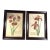 Oversized Framed Botanical Prints, Iris and Lilio-Narcissus, 32"h - A Pair For Sale