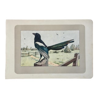 1907 French Photogravure Print of a Magpie or "La Pie" For Sale
