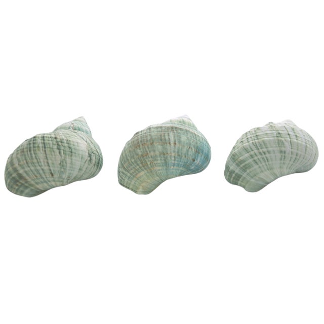 1970s Pale Aqua Green Turbo Shells – Set of 3 For Sale - Image 5 of 6