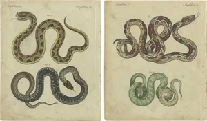 Bertuch, Illustrations of Various Snakes, 1800, Prints, Set of 2
