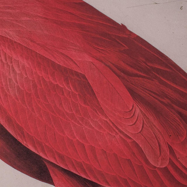 Pink Large Vintage Flamingo Picture, English, Framed Print, Jj Audubon, Wildlife Art For Sale - Image 8 of 12