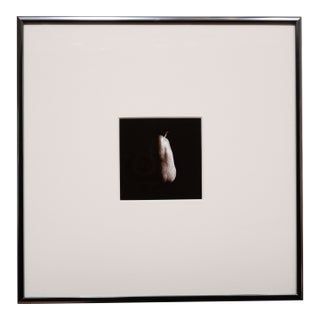 Framed Pear Photograph, Late 1990's by Jacques Gael Cressaty For Sale