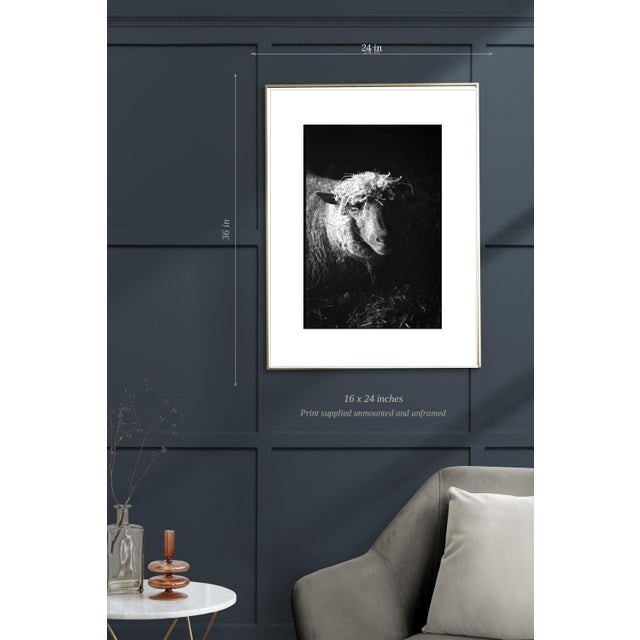 Not Yet Made - Made To Order Paul Cooklin, Ewe in Barn, Edition of 50 For Sale - Image 5 of 7