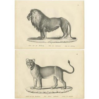 Brodtmann, Barbary Lion and Lioness, Prints, Set of 2 For Sale