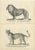 Brodtmann, Barbary Lion and Lioness, Prints, Set of 2 For Sale