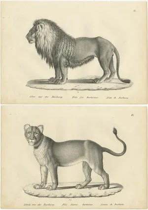 Brodtmann, Barbary Lion and Lioness, Prints, Set of 2