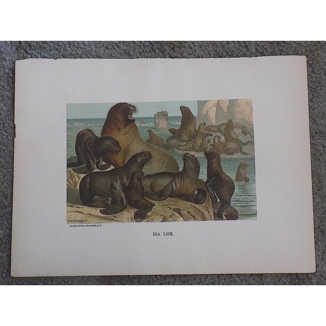 Realism Antique 19th Century Animal Lithographs - Set of 3 For Sale - Image 3 of 5