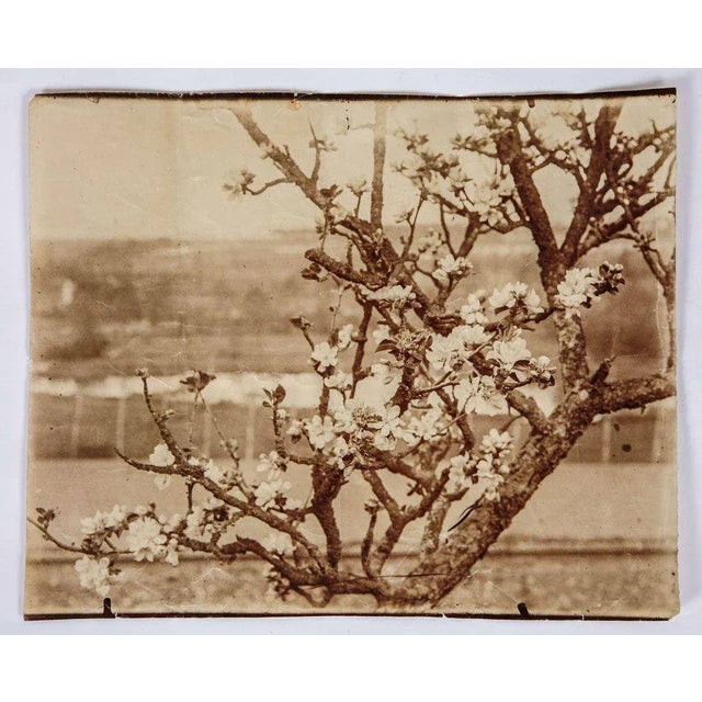 Albumen print from the period by Eugène Atget representing an apple tree branch in full blossom. Written on the back by...
