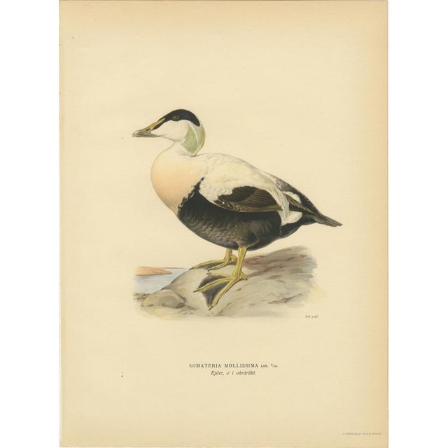 Antique Eider Duck Lithographs, Somateria Mollissima, Sweden, 1929, Set of 4 For Sale - Image 3 of 10
