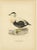 Antique Eider Duck Lithographs, Somateria Mollissima, Sweden, 1929, Set of 4 For Sale - Image 3 of 10