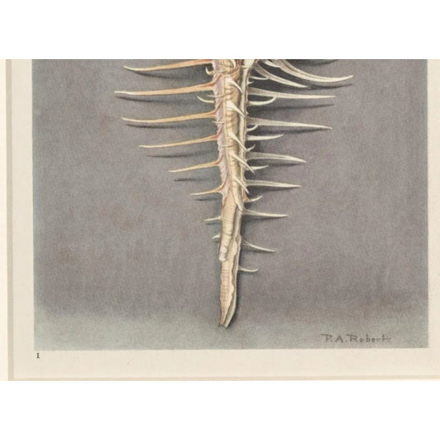 Matted VIntage 1935 French Seashell Lithograpg For Sale - Image 4 of 5