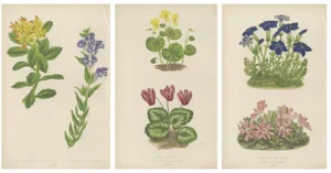 Wooster, Triptych of Alpine Flowers with Gentian, Cyclamen and Sedum, 1874, Prints, Set of 3