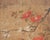18th Century 18th C. Japanese Edo Two-Panel Screen Pheasants Floral Landscape For Sale - Image 5 of 18