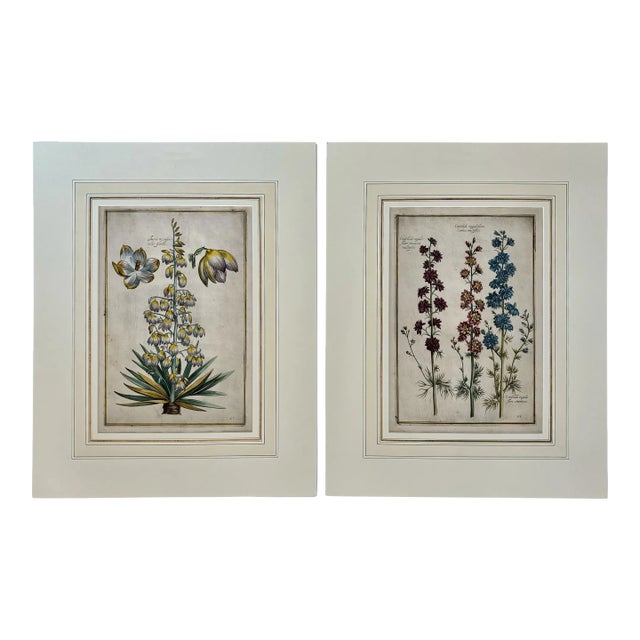 Daniel Rabel Botanical Engravings From Theatrum Florae Printed 1622 Paris, a Pair For Sale