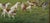 English Mid 20th Century The Fox Hunt English Sporting Oil on Canvas Signed HK Hobbs For Sale - Image 3 of 5
