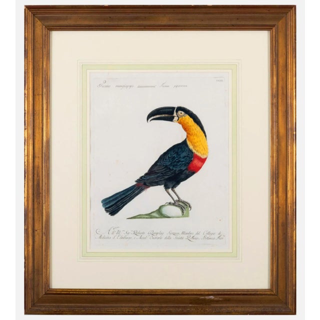 Sculpture Materials Antique Bird Engraving of a Tucano Mangiapepe by Saverio Manetti For Sale - Image 7 of 7