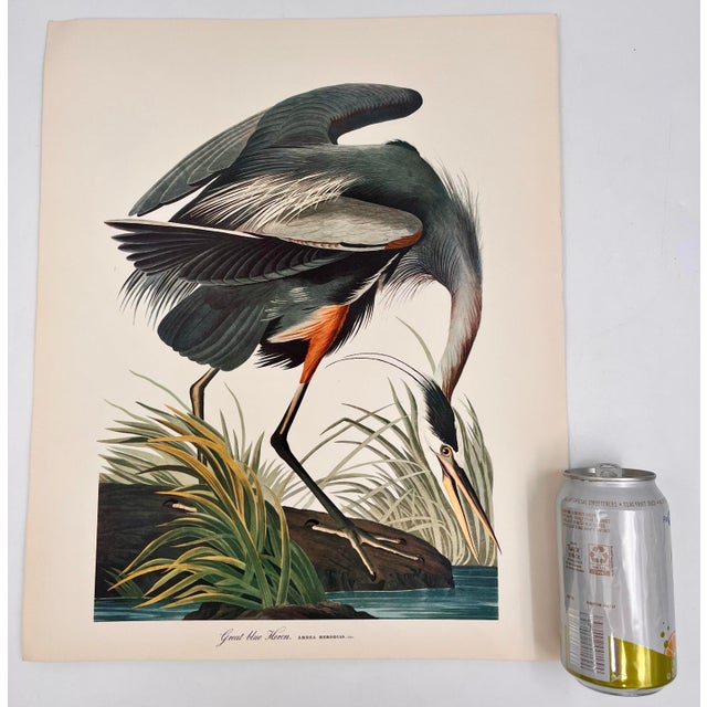 Audubon Bird Print – “Great Blue Heron”, 1964 Abrams Folio – Vintage Ornithology Art 1964 print from "The Audubon Folio:...