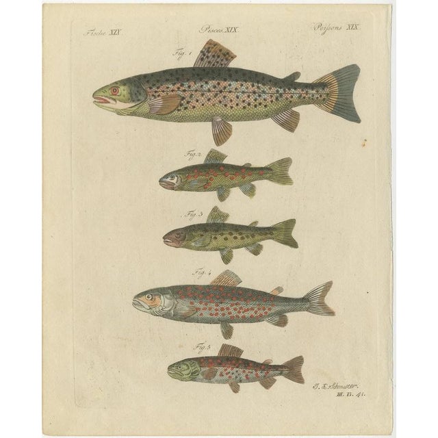 Bertuch, Five Trout with Salmon Trout and Alpine Char, 1805, Print For Sale - Image 3 of 12