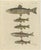 Bertuch, Five Trout with Salmon Trout and Alpine Char, 1805, Print For Sale - Image 3 of 12