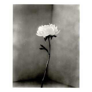 Ugne Pouwell, Peony No.15, 2026, Analogue Floral Photography, Limited Edition of 20 For Sale