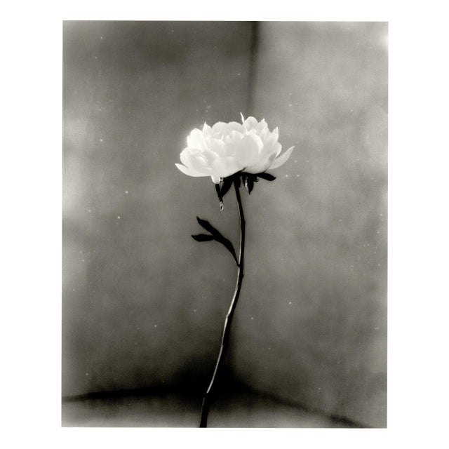 Ugne Pouwell, Peony No.15, 2026, Analogue Floral Photography, Limited Edition of 20 For Sale