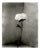 Ugne Pouwell, Peony No.15, 2026, Analogue Floral Photography, Limited Edition of 20 For Sale