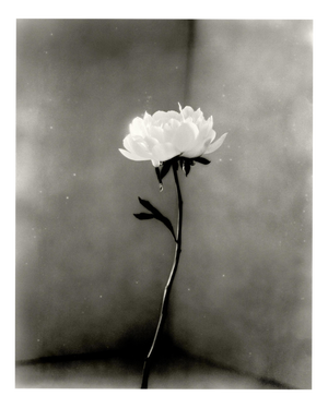 Ugne Pouwell, Peony No.15, 2026, Analogue Floral Photography, Limited Edition of 20